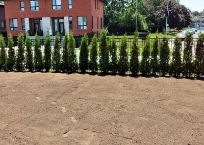haie de cedre installé