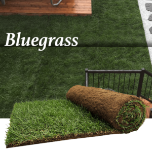 kentucky bluegrass turf peat roll