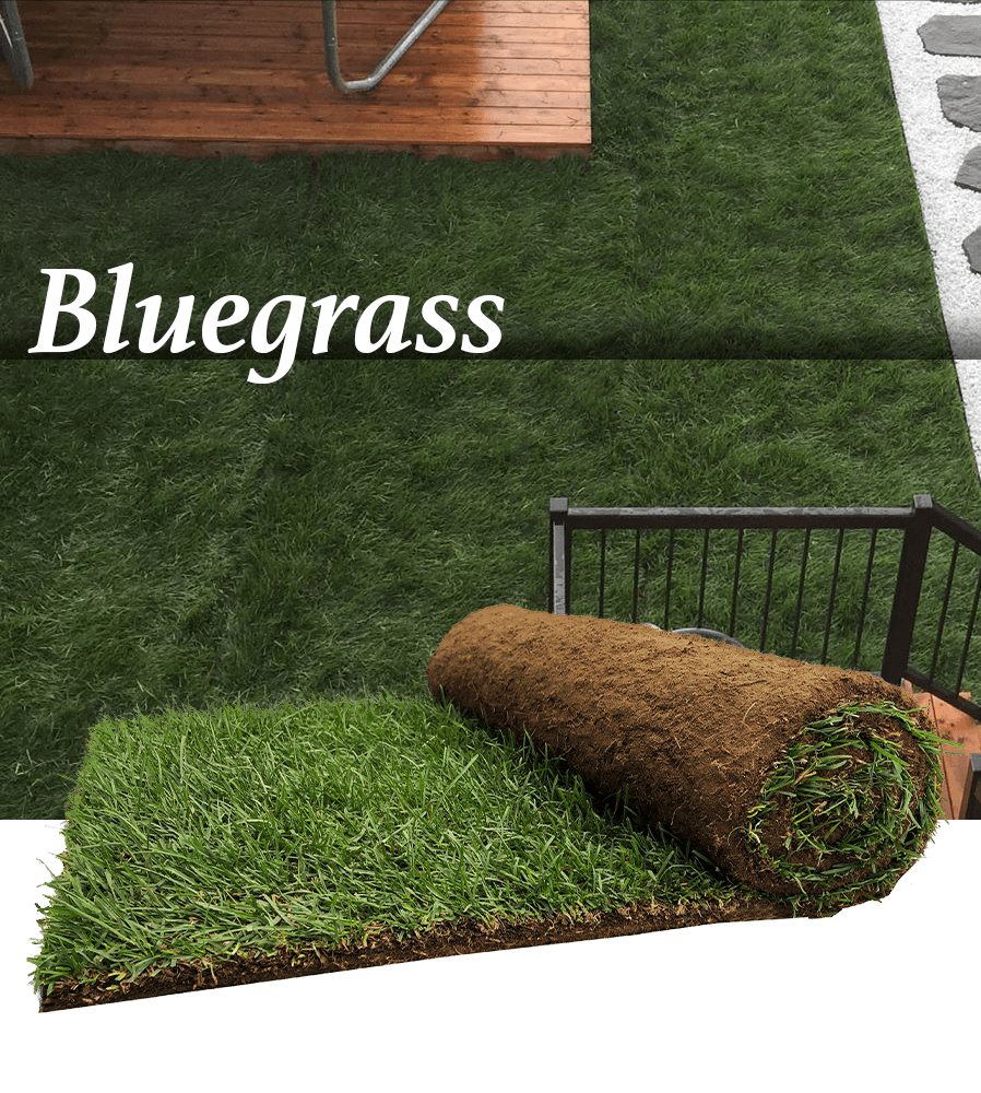 kentucky bluegrass turf peat roll